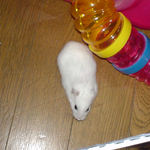 一休み中のアイ