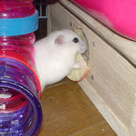 りんごチップは支えています