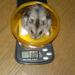 体重は増加です