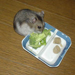 ブロッコリーを食べるユウキ