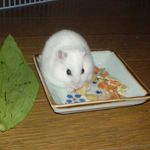 バナナチップを食べるアイ