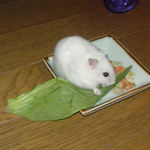 青梗菜を齧るアイ