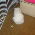 ケージの陰で休んでいます