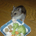 蒸鶏ささみを食べるユウキ