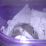 ケージの2階で眠っています