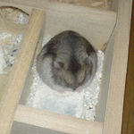 眠っているユウキ