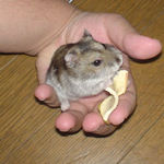 りんごチップを食べるユウキ