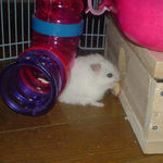 りんごチップをもって帰ろうとするアイ