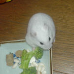 ブロッコリーに食いついているアイ