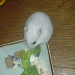 まだまだブロッコリーを食べています