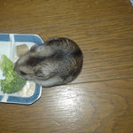 ブロッコリーに食いつくユウキ