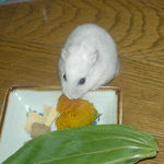 カボチャを食べるアイ