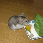 カボチャを食べるユウキ