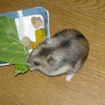 青梗菜を食べるユウキ