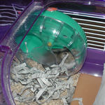 回し車を回すユウキ