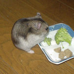 ブロッコリーを食べるユウキ