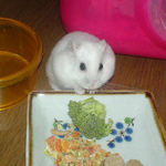 ブロッコリーを食べているアイ