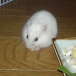 ハム用チーズを食べるアイ