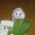 青梗菜を食べるアイ