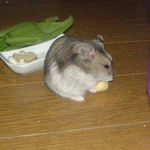 ハム用チーズを食べるユウキ