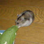 青梗菜を食べるユウキ