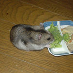 ブロッコリーを食べるユウキ