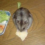 りんごチップを食べるユウキ