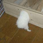 急いで持ち帰り