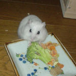 ブロッコリーを食べるアイ