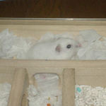 地下型巣箱に篭っているアイ
