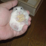 粟の穂で腹出し食いのアイ