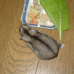 エサを嗅ぎつけたユウキ