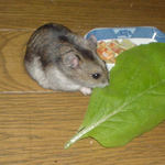 小松菜を食べるユウキ