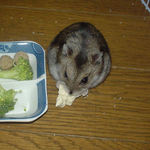 豆腐を食べているユウキ