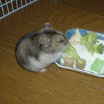 ブロッコリーを食べるユウキ