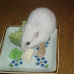 豆腐を食べているアイ