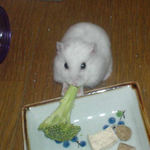 ブロッコリーを食べるアイ