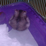 アルミプレートの上でたたずんでいるユウキ