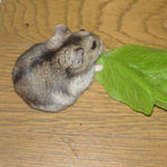 小松菜を目の前にするユウキ