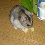 バナナチップを食べるユウキ