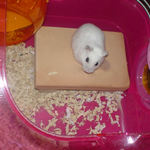 テラウェットタイルの上で