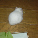 バナナチップを持って逃亡