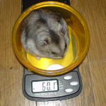 ユウキはさらに体重増加