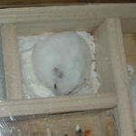地下型巣箱に篭っているアイ