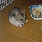 乾燥レーズンを食べるユウキ