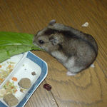 小松菜を食べるユウキ