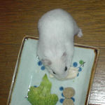 男前豆腐を食べるアイです