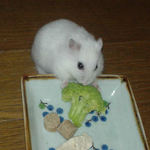 ブロッコリーを食べるアイ