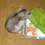 小松菜を食べるユウキ