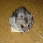 りんごチップを食べるユウキ